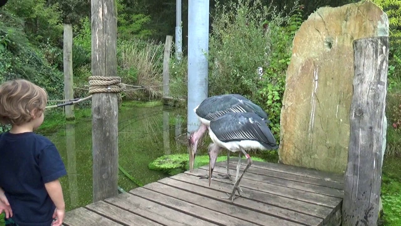 Dierenpark Amersfoort, Snavelrijk