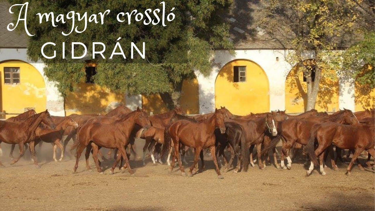 Gidrán- Parádé #6