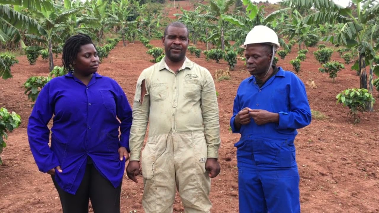 Okulima amatooke / banana farming part 4