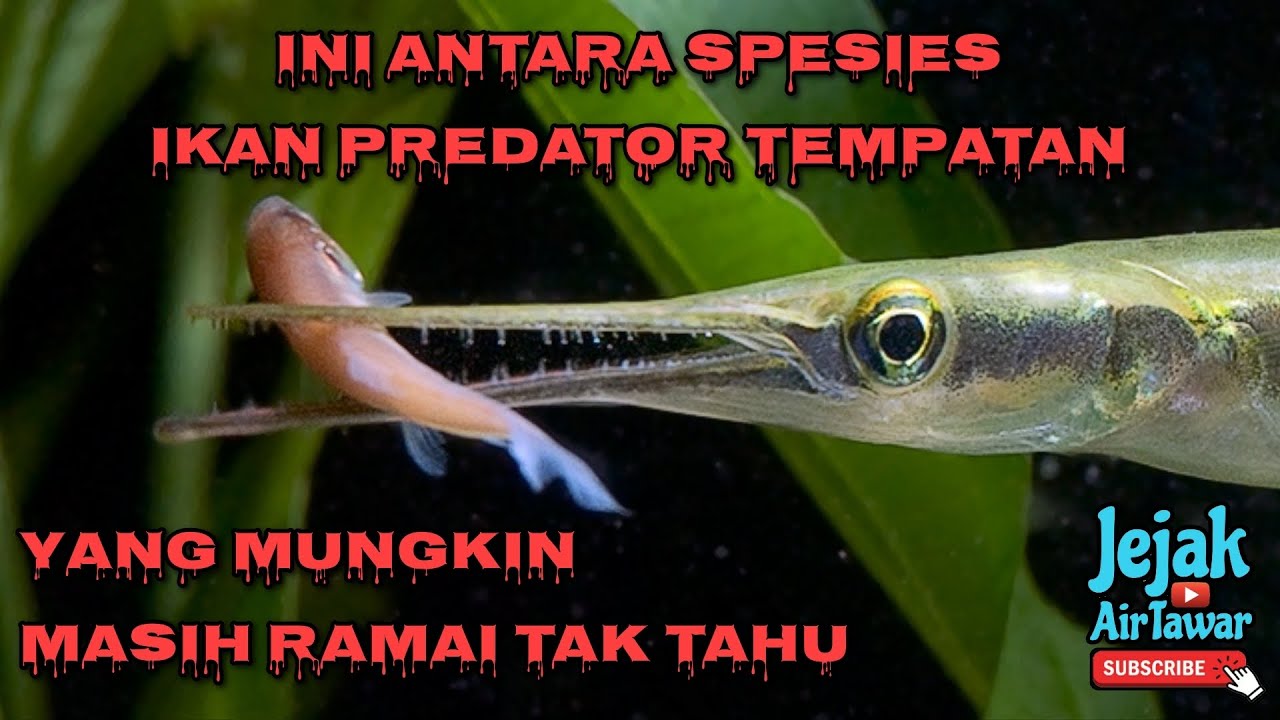 12 ikan predator tempatan terbaik (dari 12 keluarga berbeza)