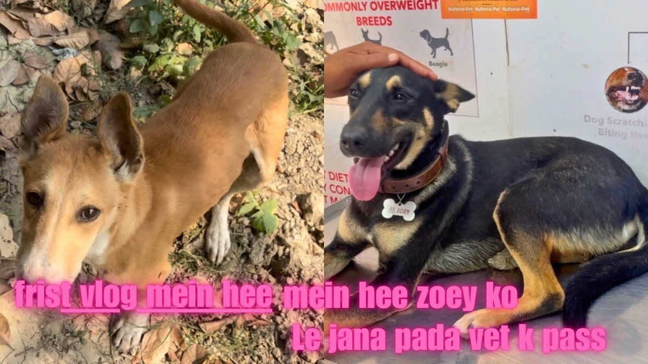 🥹✨1-Pehle vlog mein hee zoey ko lejana pada vet k pass .✨✨