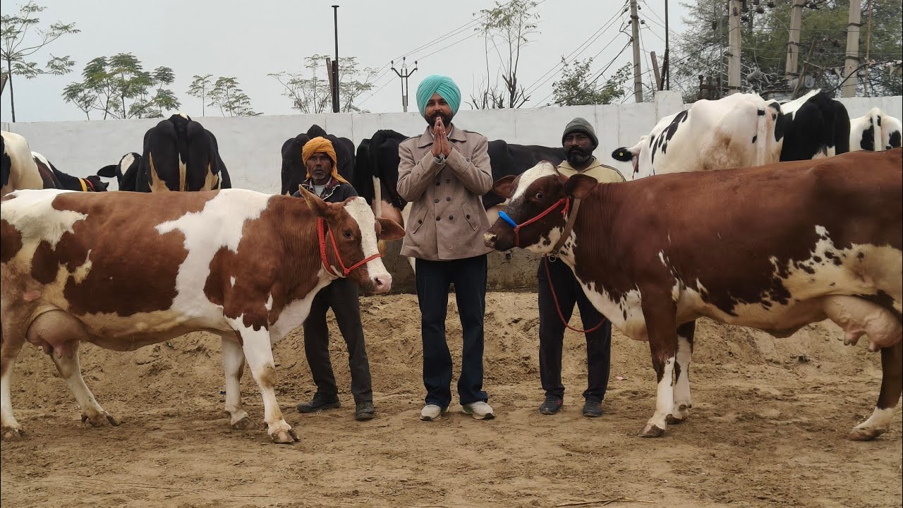 62807-13934, 35 ਗਾਵਾਂ ਵਿਕਾਊ ਛੀਨੀਵਾਲ ਕਲਾਂ ਡੇਰੀ ਫਾਰਮ ਬਰਨਾਲਾ