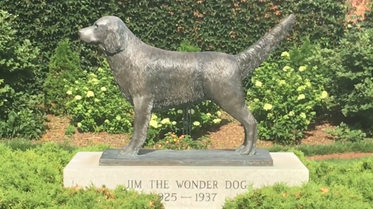 TDW 1469 - Town Honors Psychic Dog