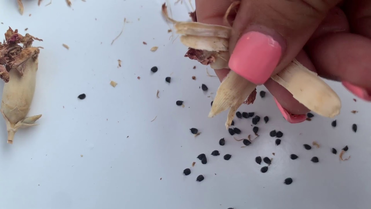 Collecting Carnation Seeds