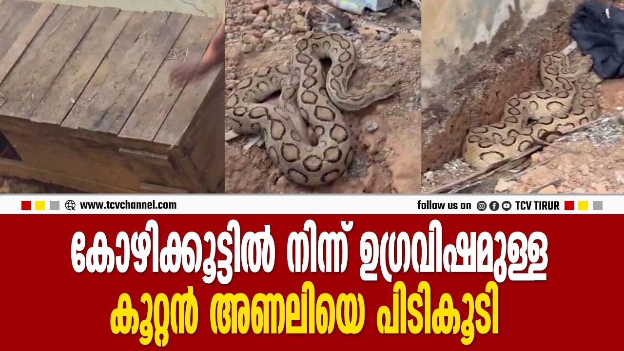 കോഴിക്കൂട്ടില്‍ നിന്ന് ഉഗ്രവിഷമുള്ള കൂറ്റന്‍ അണലിയെ പിടികൂടി | Malayalam News