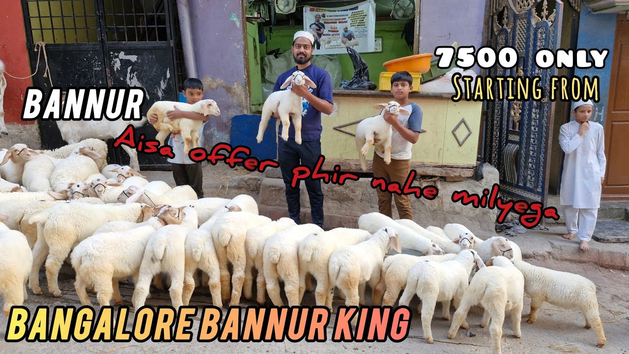 Bannur Sheep Kid's available in bangalore 99022 36542 Bangalore Bannur King Shahid Bhai