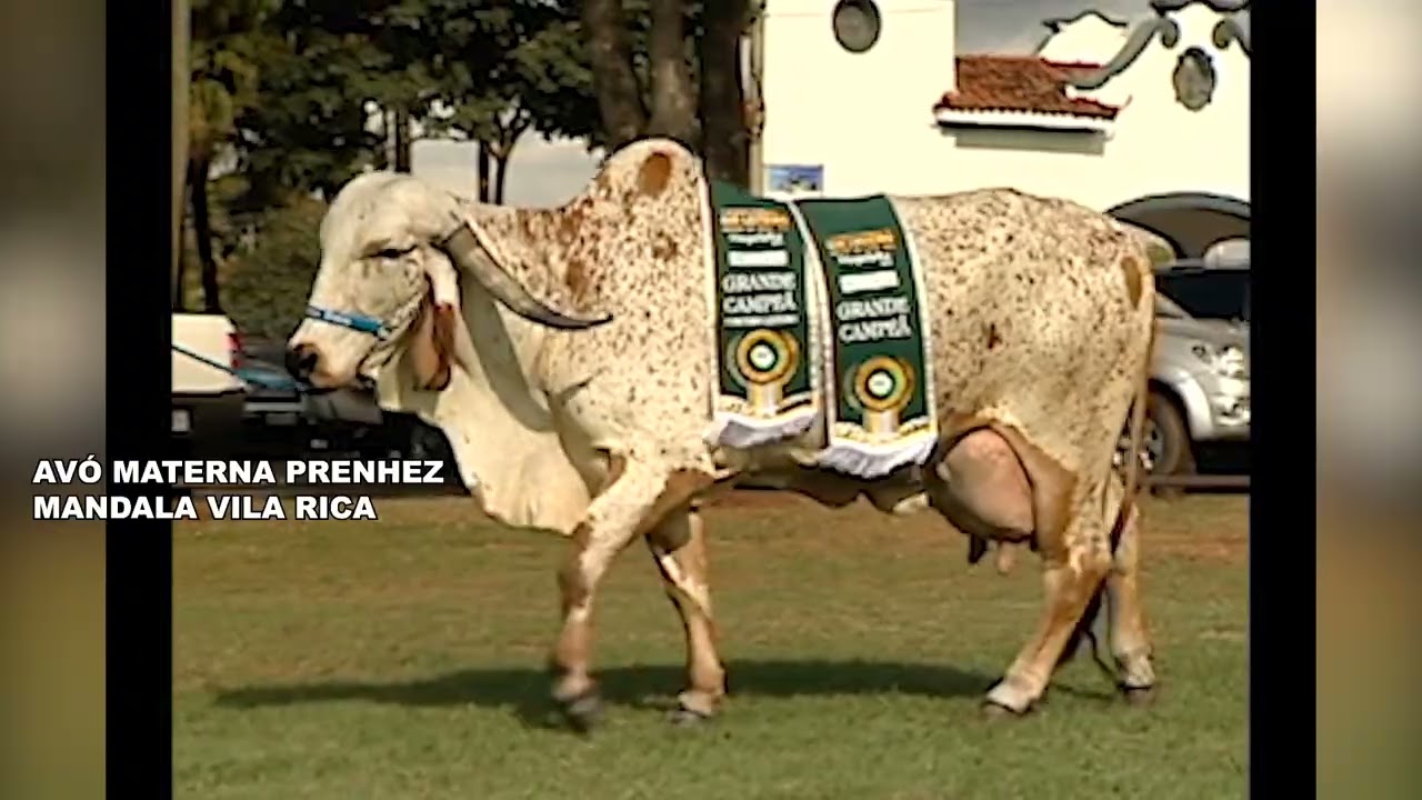 LOTE 30 ARIELA 2 FIV SHAMROCK-ET VR 6729-CD