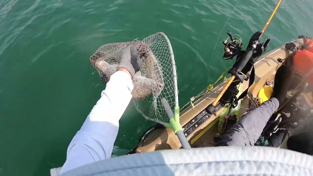FISHING SINGAPORE UBIN BIG BARRAs FRENZY