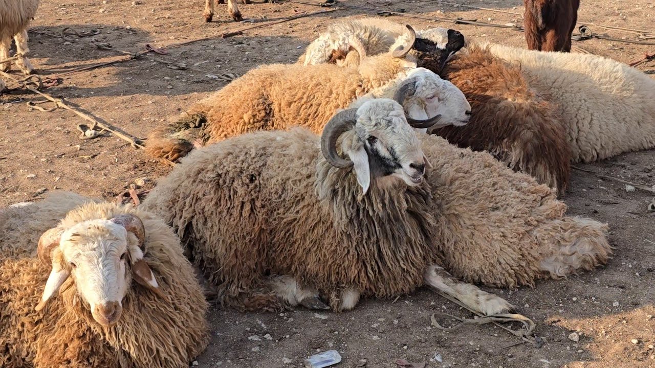 سوق الغنم في مدينه الدانا  الاثنين 22\12\2025 حركه السوق وأسعار اللحم ولاعلاف والغنم المجنوي 