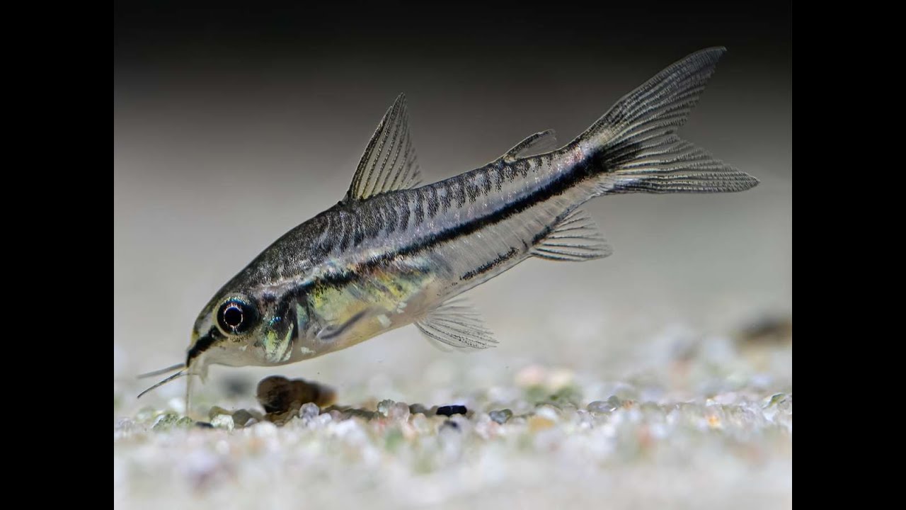 Zwergpanzerwels - Gastrodermus pygmaeus