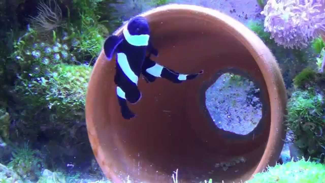 How to breed Clownfish.
