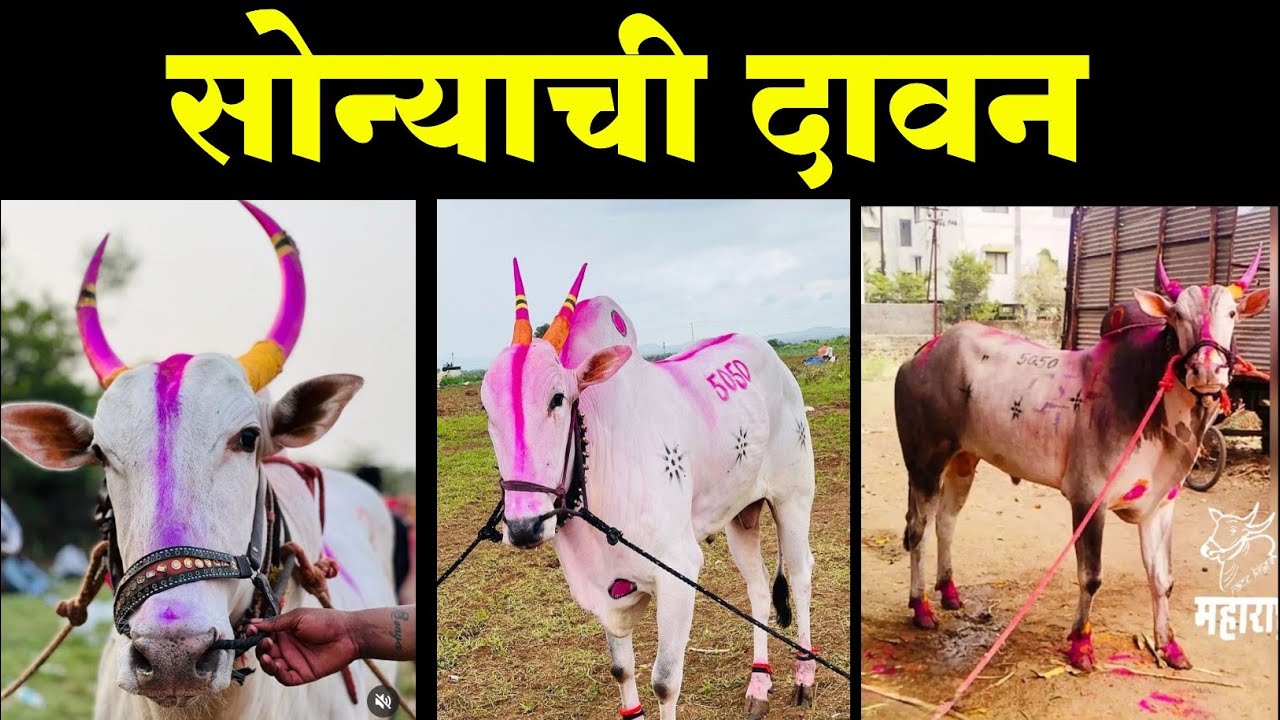 हे आहेत सोनारपड्याचे हिरे | रिया जयेश पाटील,सोनारपाडा | 5050 | Sonarpdyachya Sonya