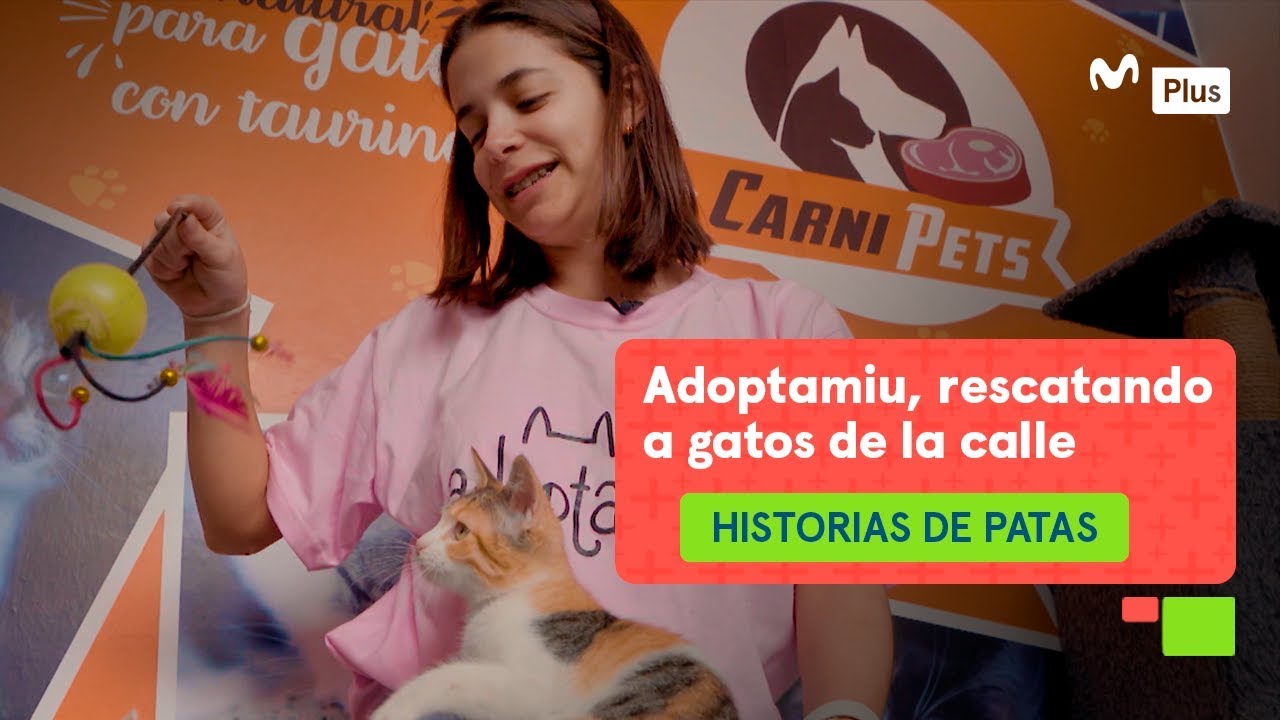 Historias de Patas | Adoptamiu, rescatando a gatos de las calles
