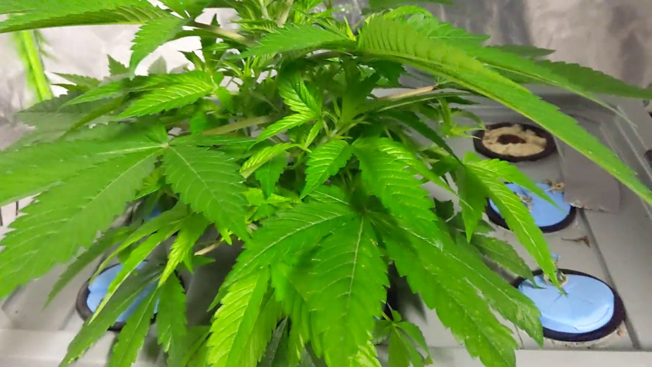 Aeroponics system cannabis grow  1/1