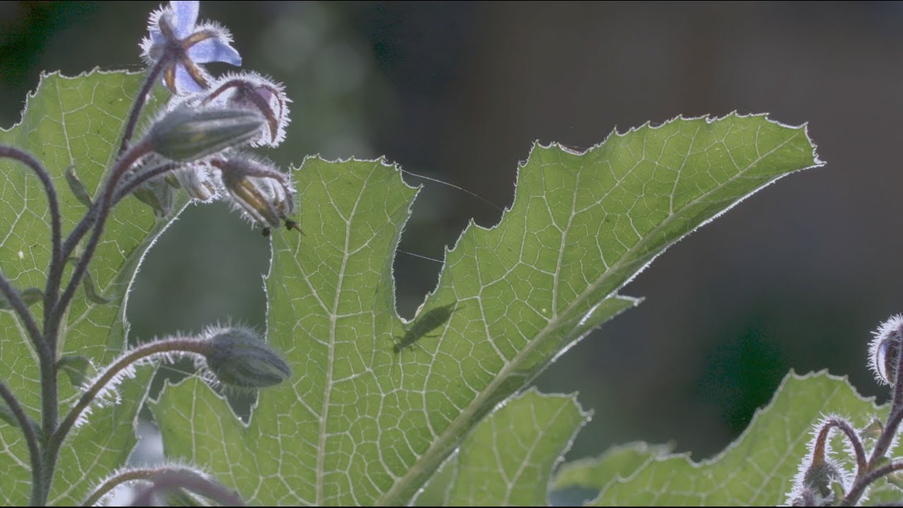 Connaître les insectes en Nouvelle-Aquitaine