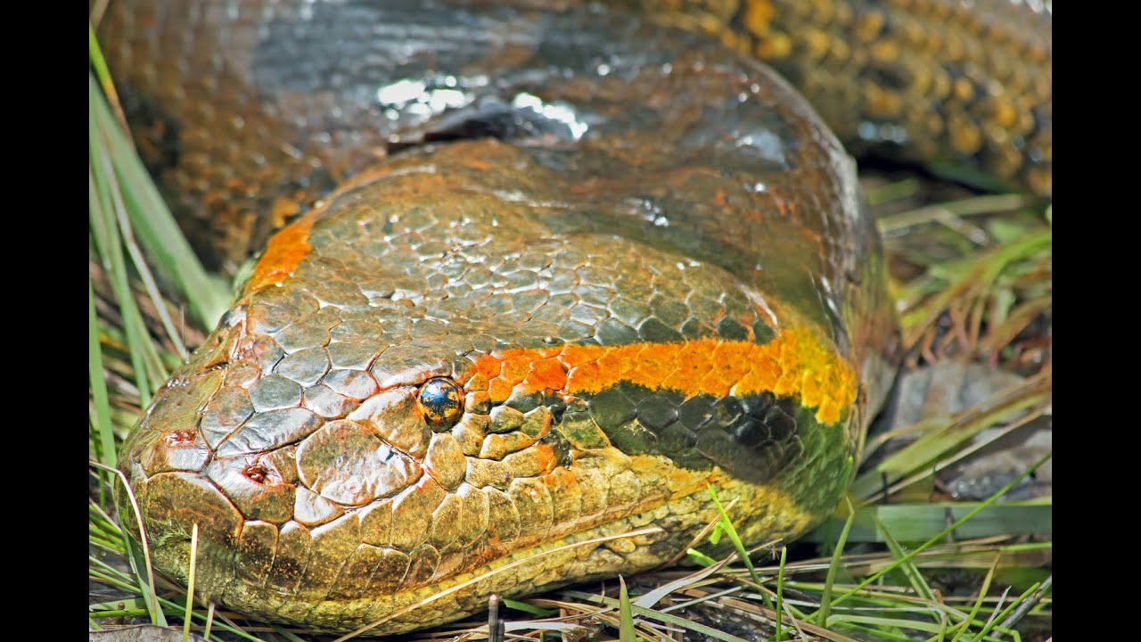 In Search of the Giant Green Anaconda (Eunectes murinus): Video