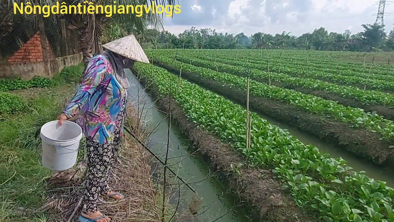 Vợ Chồng Nông Dân Đi rẵy Vớt Óc Làm món Ăn Cơm Đạm Bạc @NÔNGDÂNTIỀNGIANGVLOGS