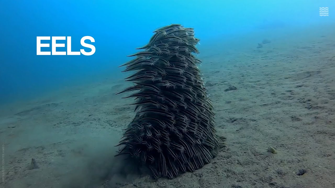 Eels (and Striped Eel Catfish) | Synthesized Sounds of the Sea [6/10]