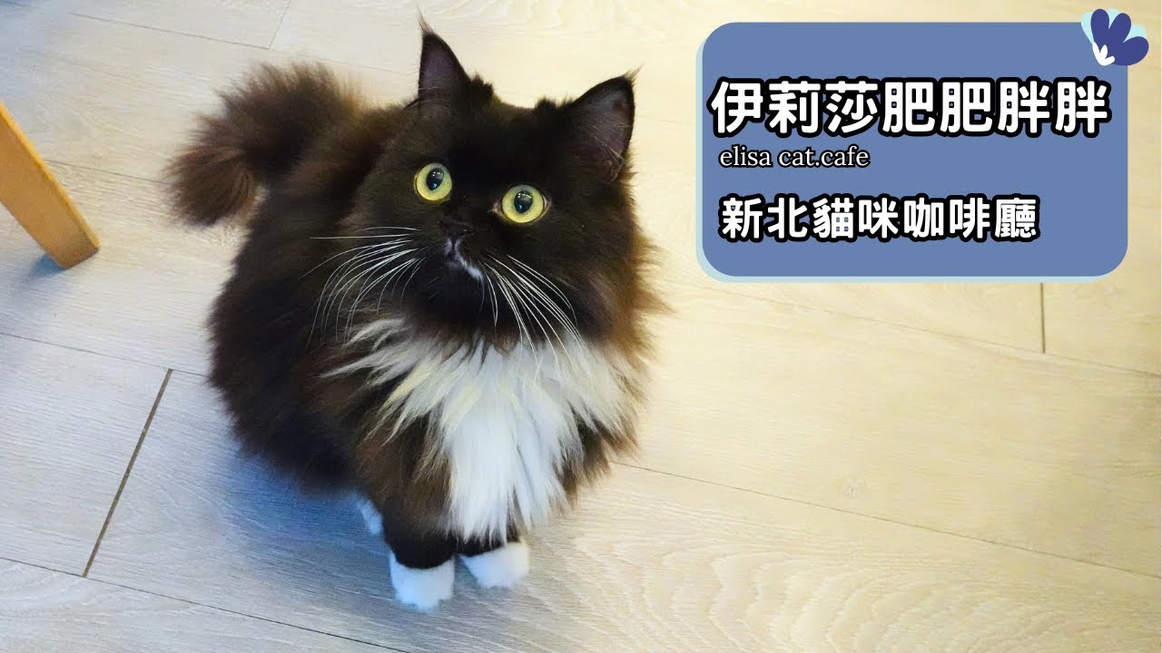 好多黑毛貓貓！新北蘆洲也有貓咪咖啡廳｜伊莉莎肥肥胖胖貓咖啡館 新北市蘆洲區