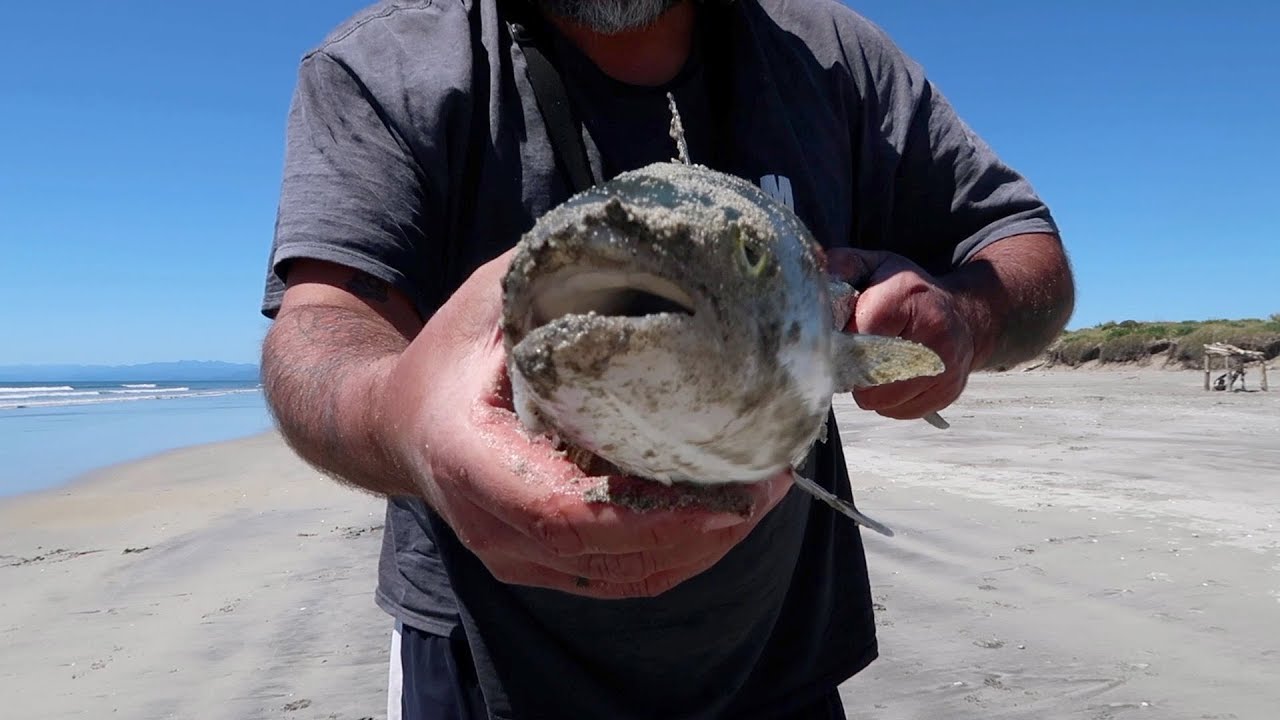 Wild Oysters -Whitebait- Smoked Fish- Catch and Cook- EPIC EATING!!