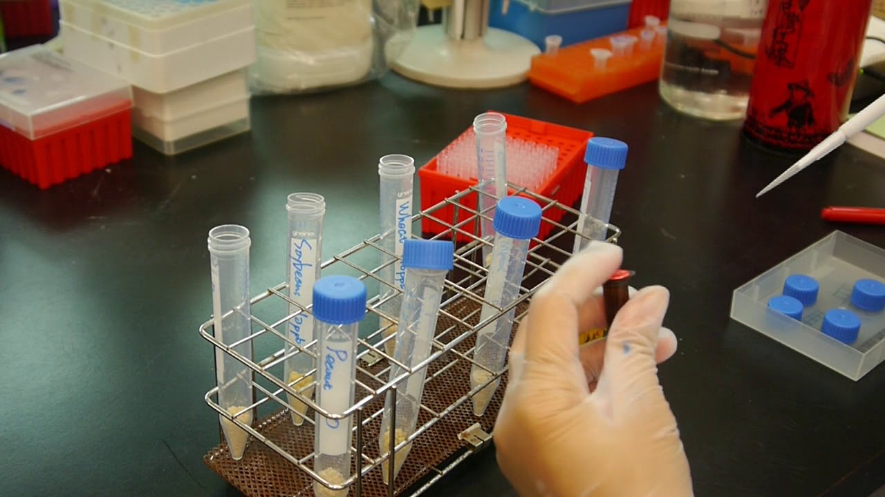 Aflatoxin  Rapid Test Kit