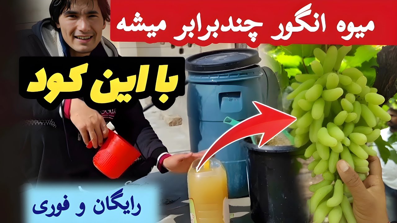 تا دیر نشده‌ این کود را به درخت انگور بدی 💥رشد و میوه فوری را تجربه کن