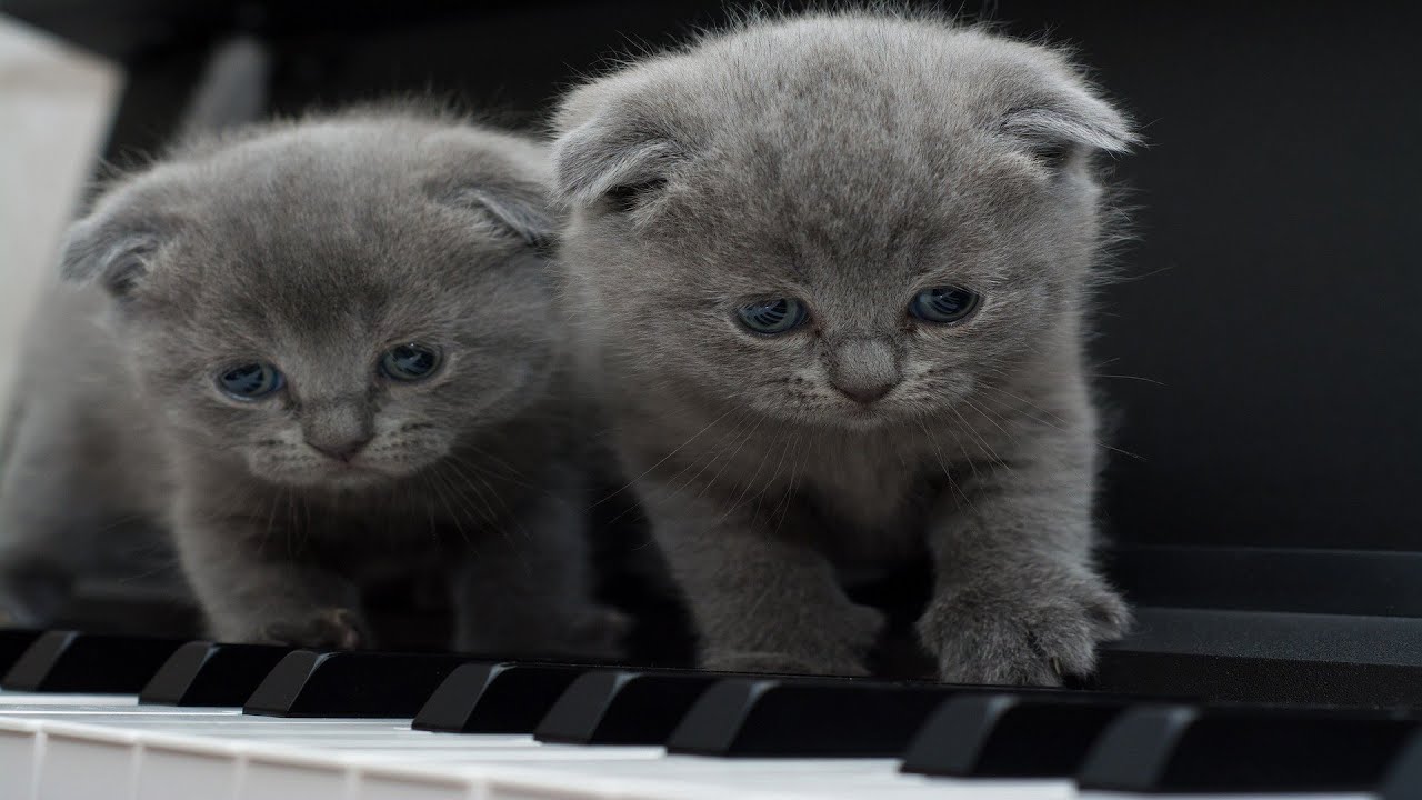 Edgar Tuniyants🎧The melody of the piano