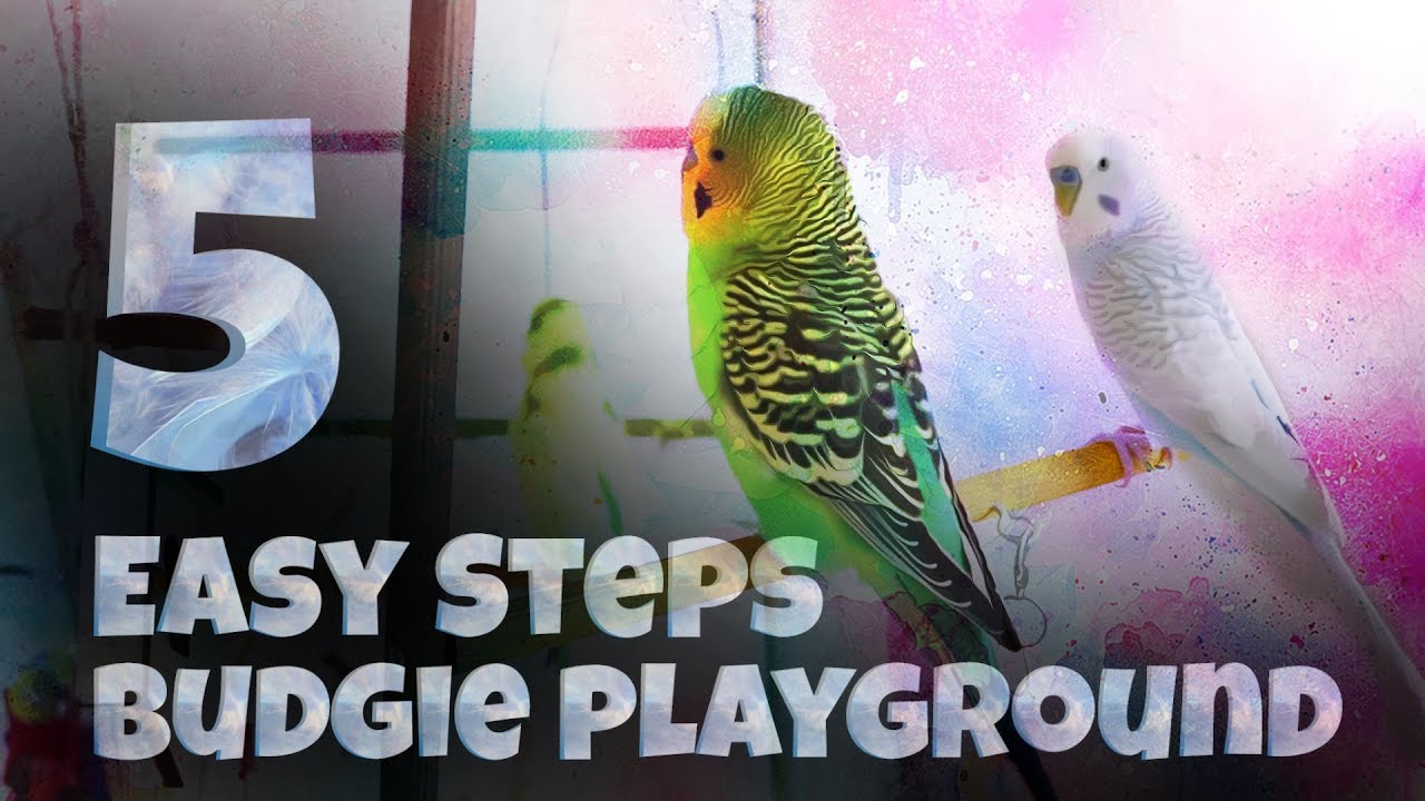 5 Easy Steps to Build your Custom Budgie Playground