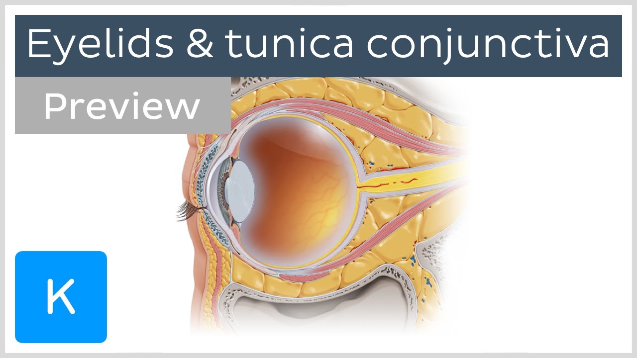 Eyelids and tunica conjunctiva (preview) - Human Anatomy |&nbsp;Kenhub