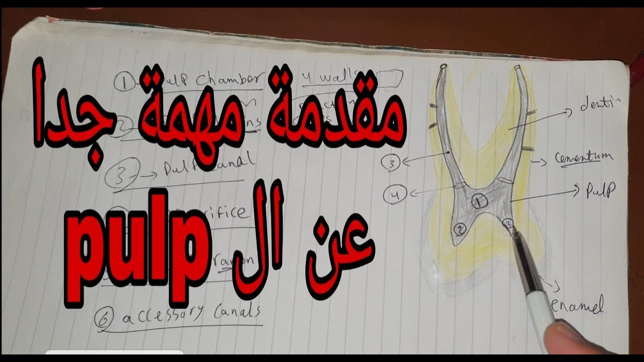 Introduction to the pulp cavity