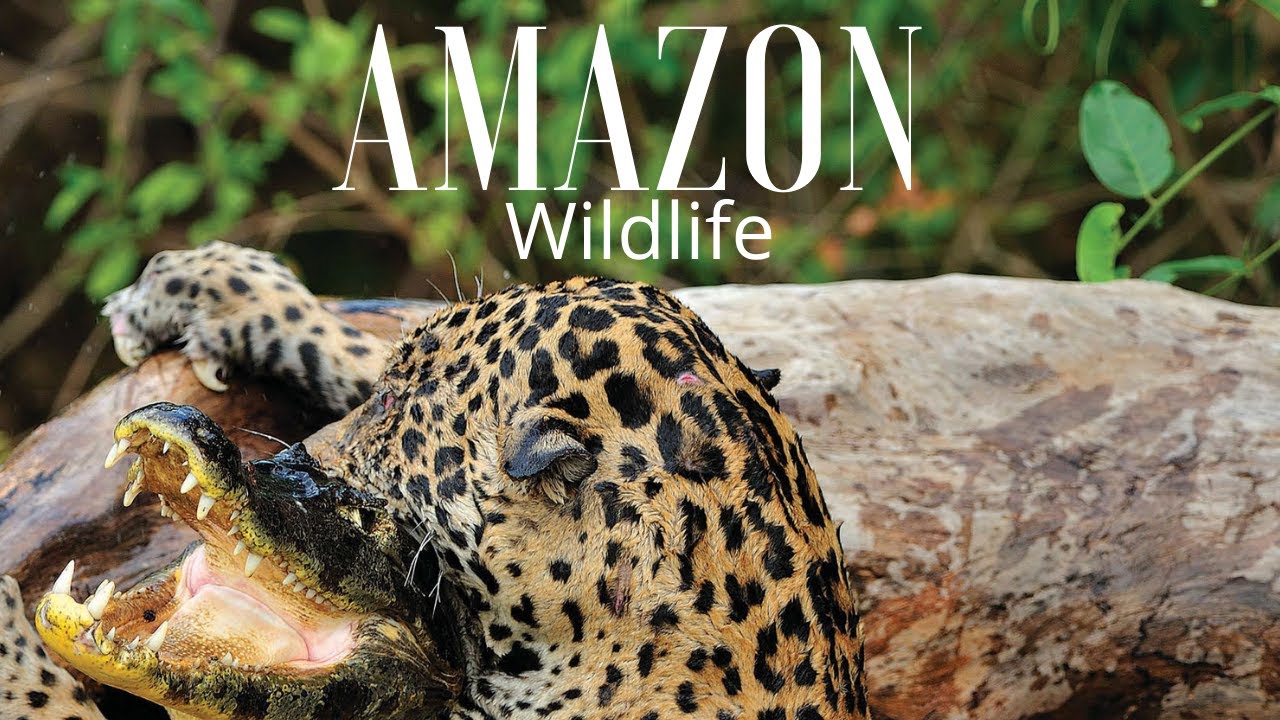 Amazon 4k - The World’s Largest Tropical Rainforest Jungle Sounds | Scenic Relaxation Film
