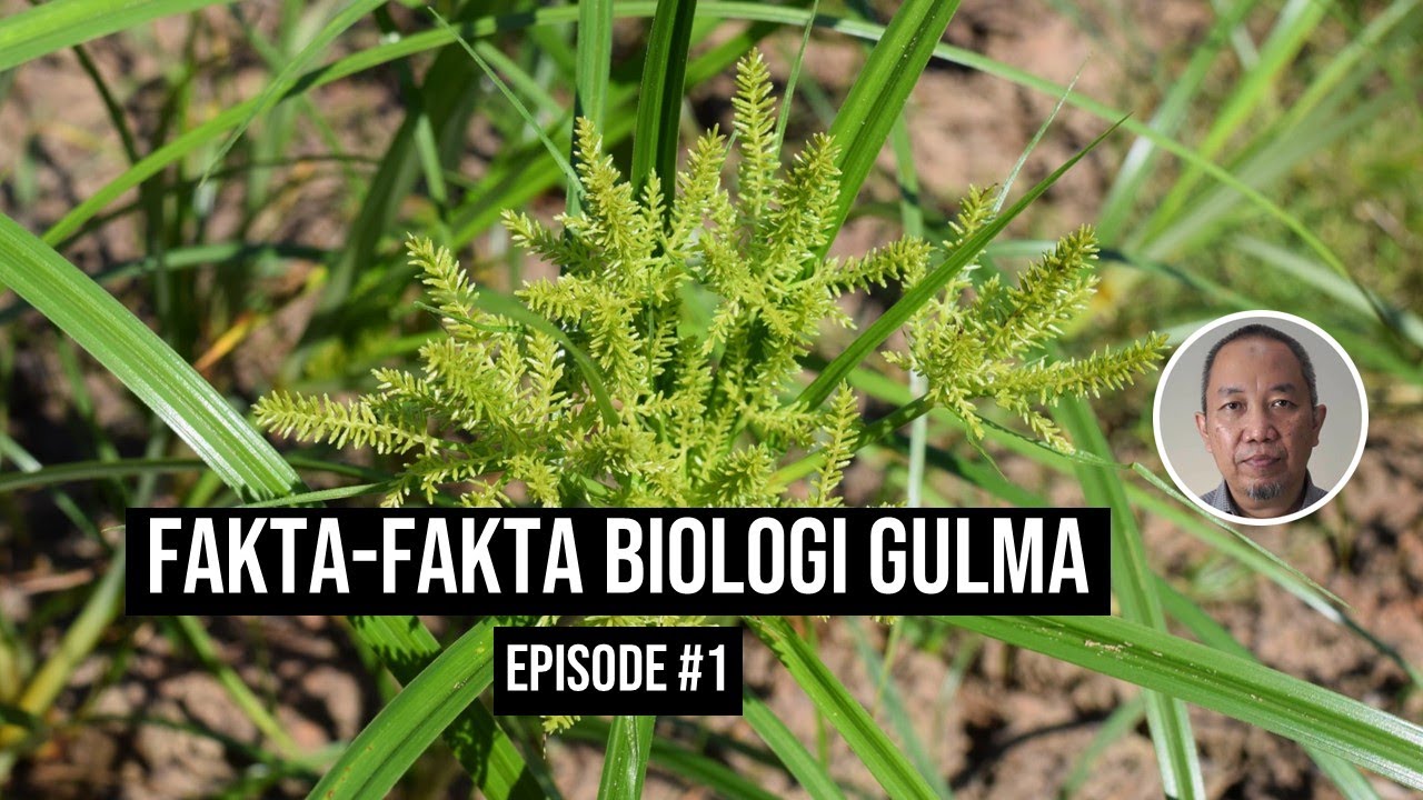 Fakta-fakta biologi gulma (episode #1)