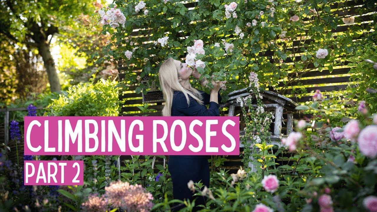 My Favorite Climbing Roses – But One Wasn’t What I Thought! | Part 2