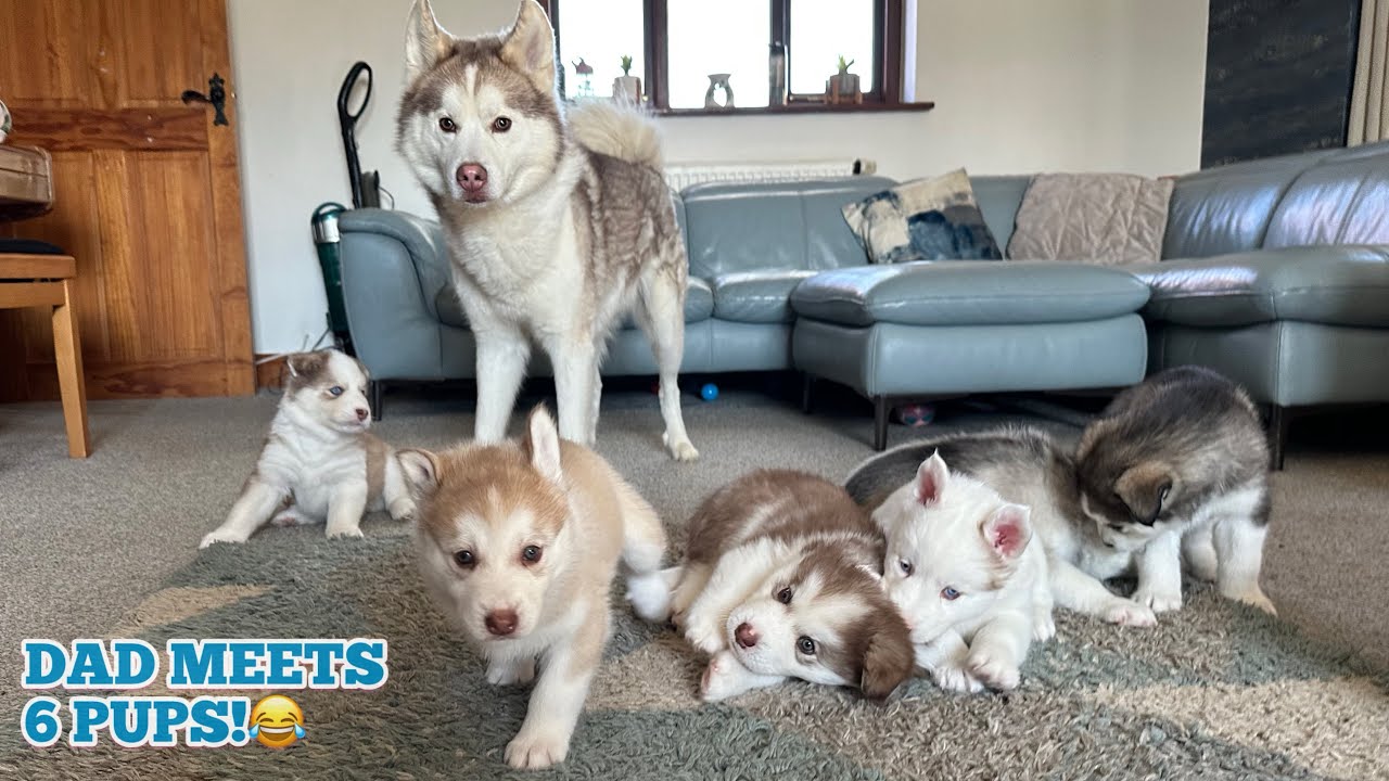 Husky Father Meets His 6 Husky Puppies All Together For The First Time!🥰. THE BEST REACTION!!