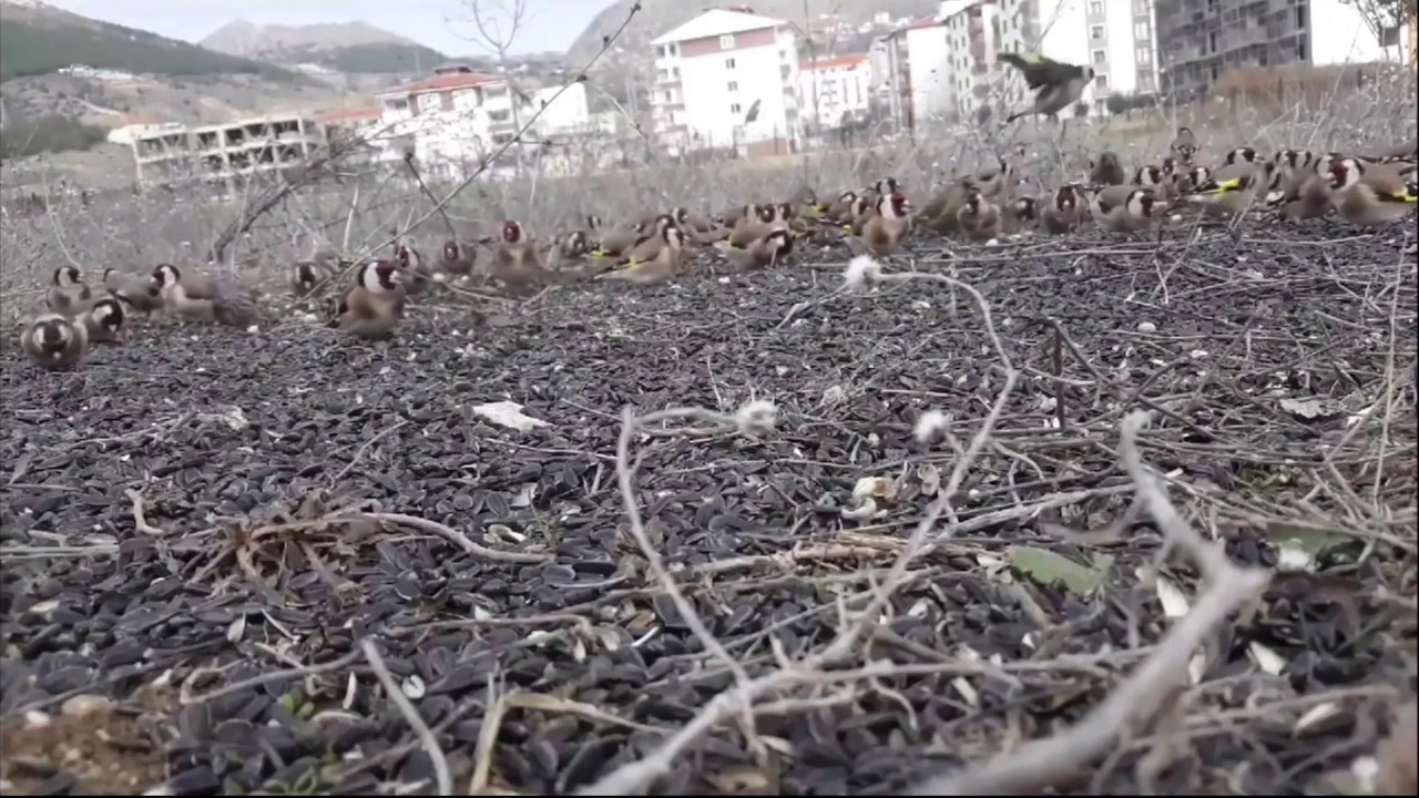 Doğal Saka Huylandırma