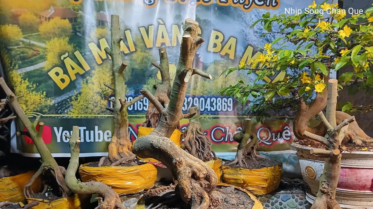 Nhịp Sống Chân Quê đang phát trực tiếp!