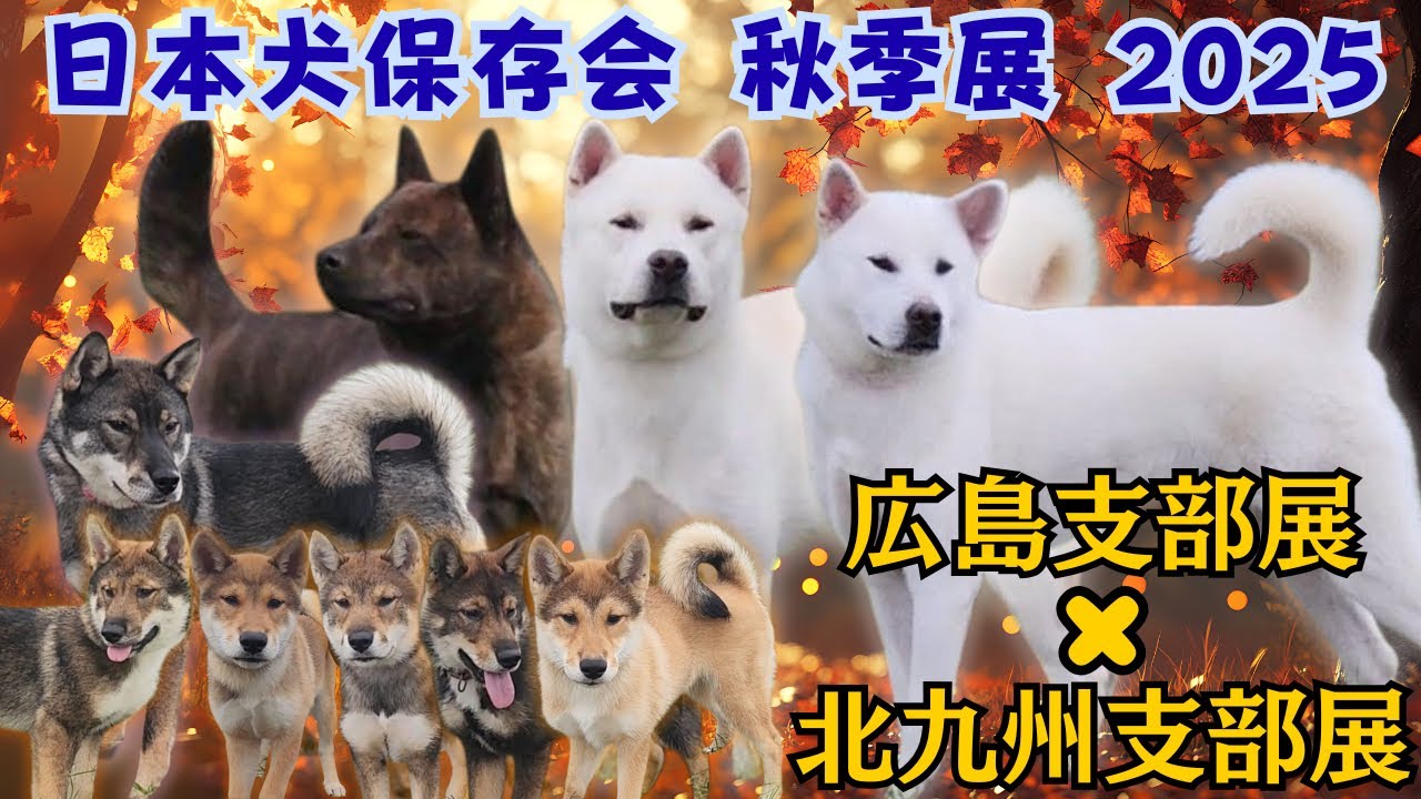 日本犬保存会 秋季展2025｜広島＆北九州支部展【四国犬・紀州犬・甲斐犬登場！】｜甲斐犬魂 in 九州 イベント告知も！