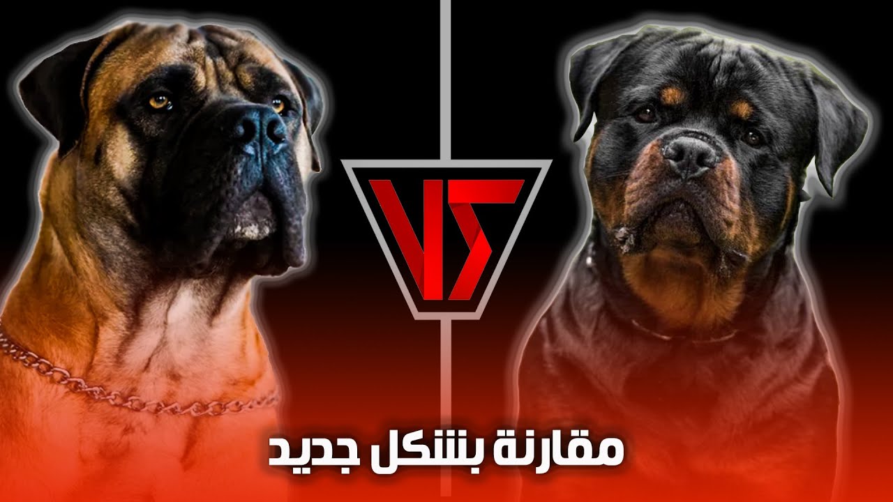 بويربويل ضد الروت ويلار ـ بالشكل الجديد