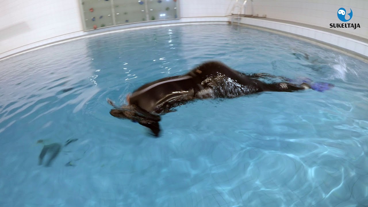 Snorkkelisukellus