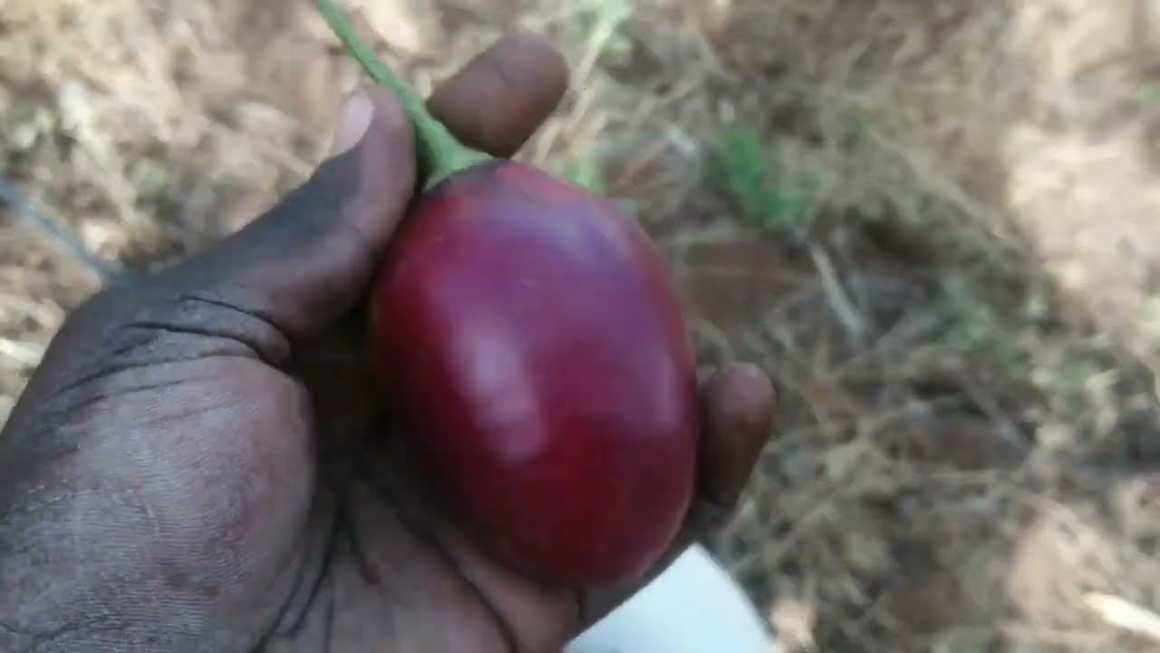 How to harvest tamarillos or tree tomatoes |Tree tomato farming in Kenya