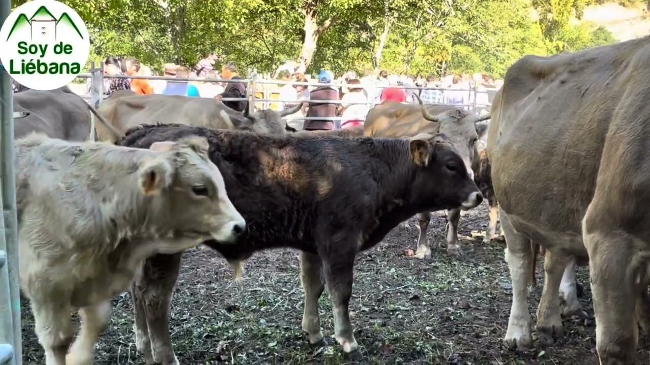 Feria de ganado de El Pilar en Camaleño 