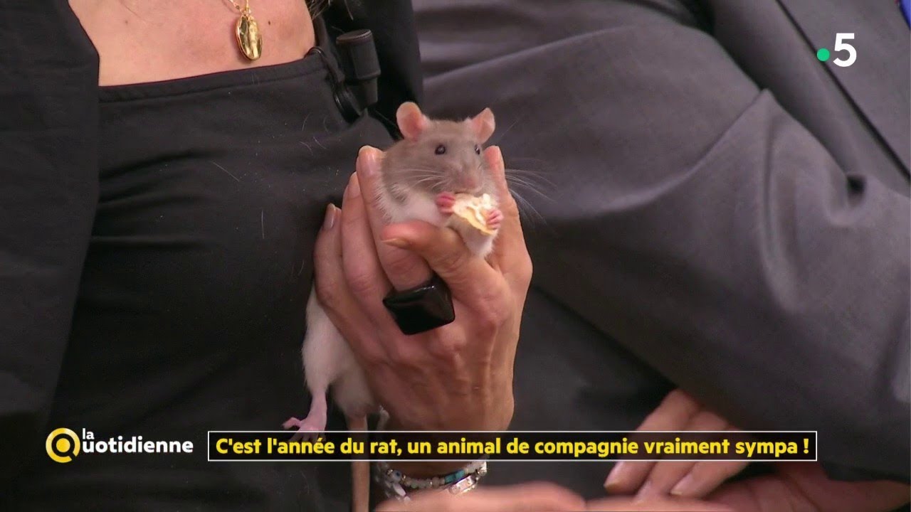 C'est l'année du rat, un animal de compagnie vraiment sympa ! - La Quotidienne