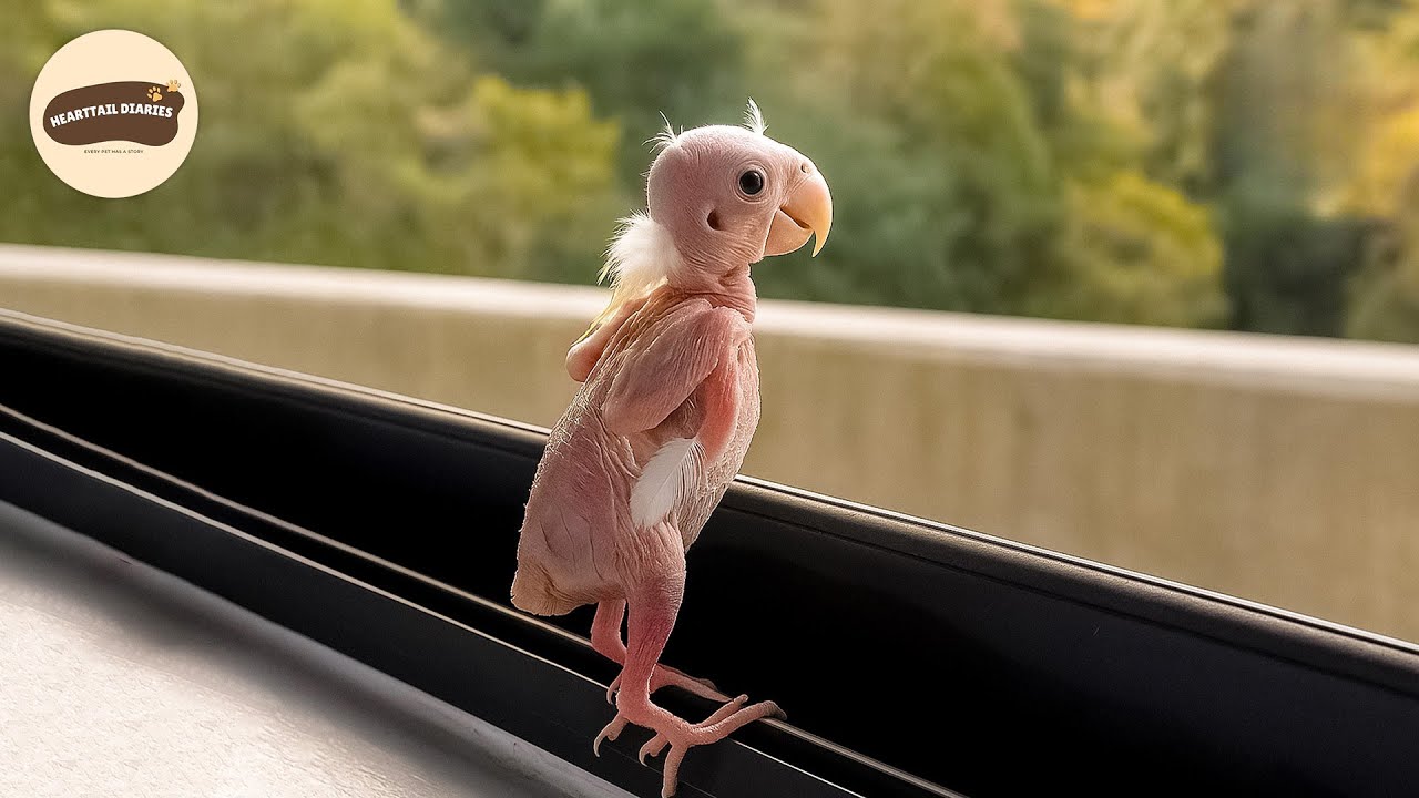 Vets Gave Up on This Tiny Bird… What Happened Next Is Incredible