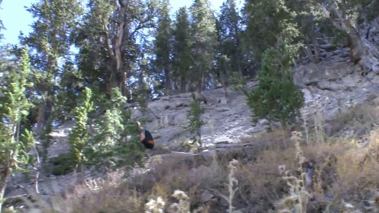 Mt. Charleston Spring Mountains Rain Tree 7 (Mummy Springs) with Dutch Team Sept. 29 13
