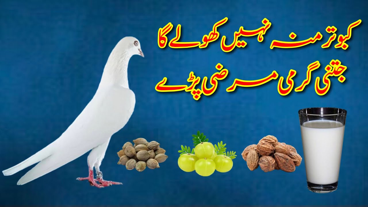 Jatni Marzi Garmi Pary Kabootar Kabi Muh Ni Kholy Ga || Kabuter Ke Muh Kholne Ka Ilaj
