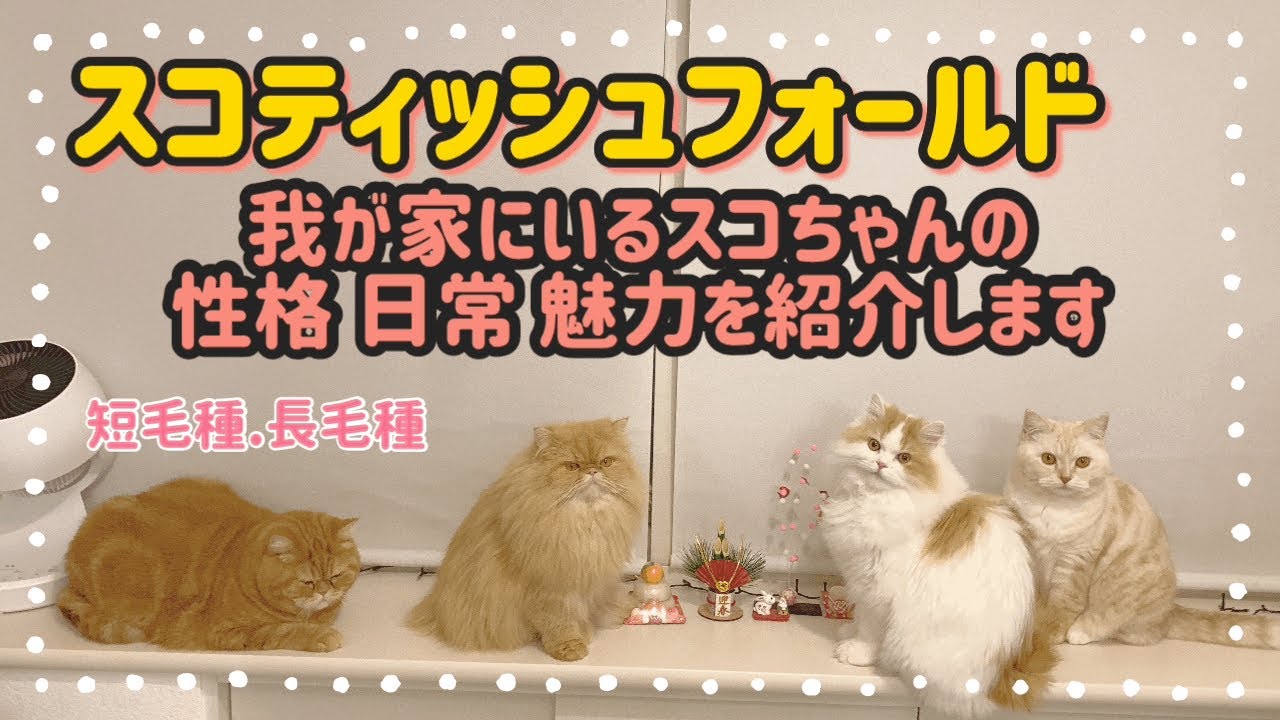 スコティッシュフォールドの魅力、短毛長毛種のちがい