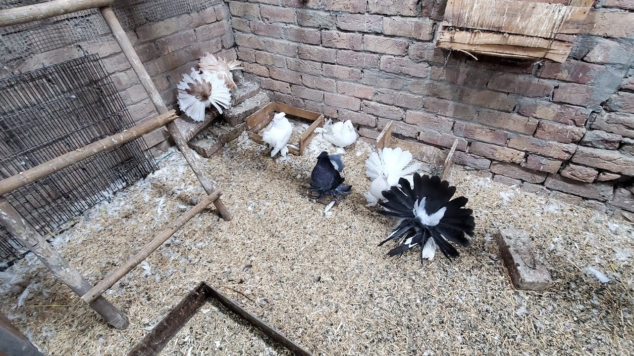Mera New Pigeon Breeding Setup or Kch Breeding Tips