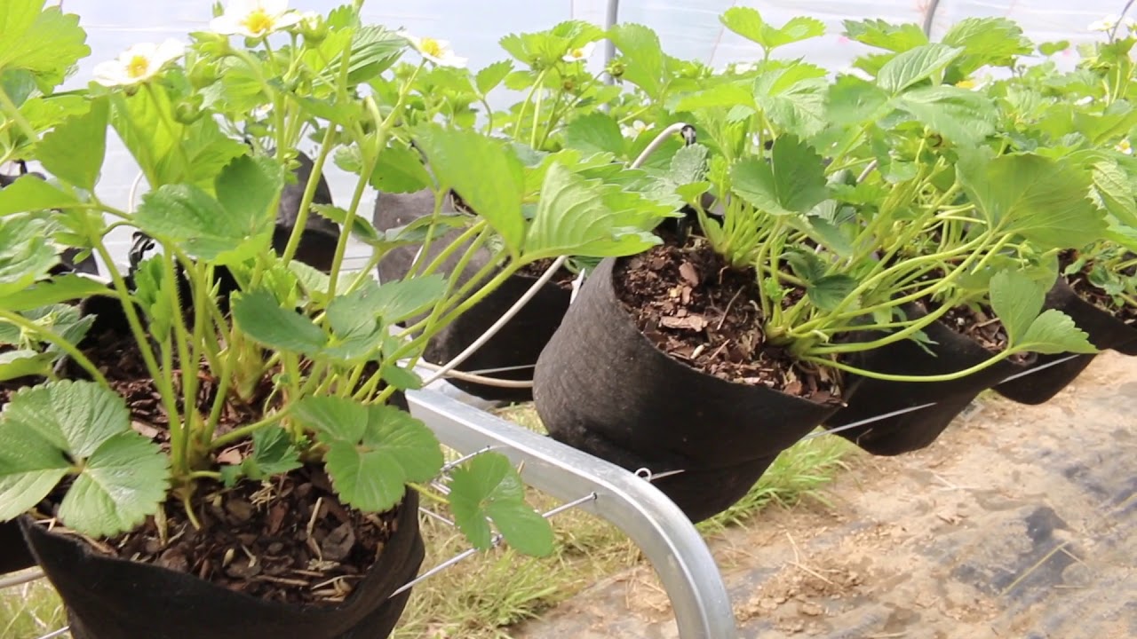 Elevated Strawberry Growing System with Tanglewood Berry Farm