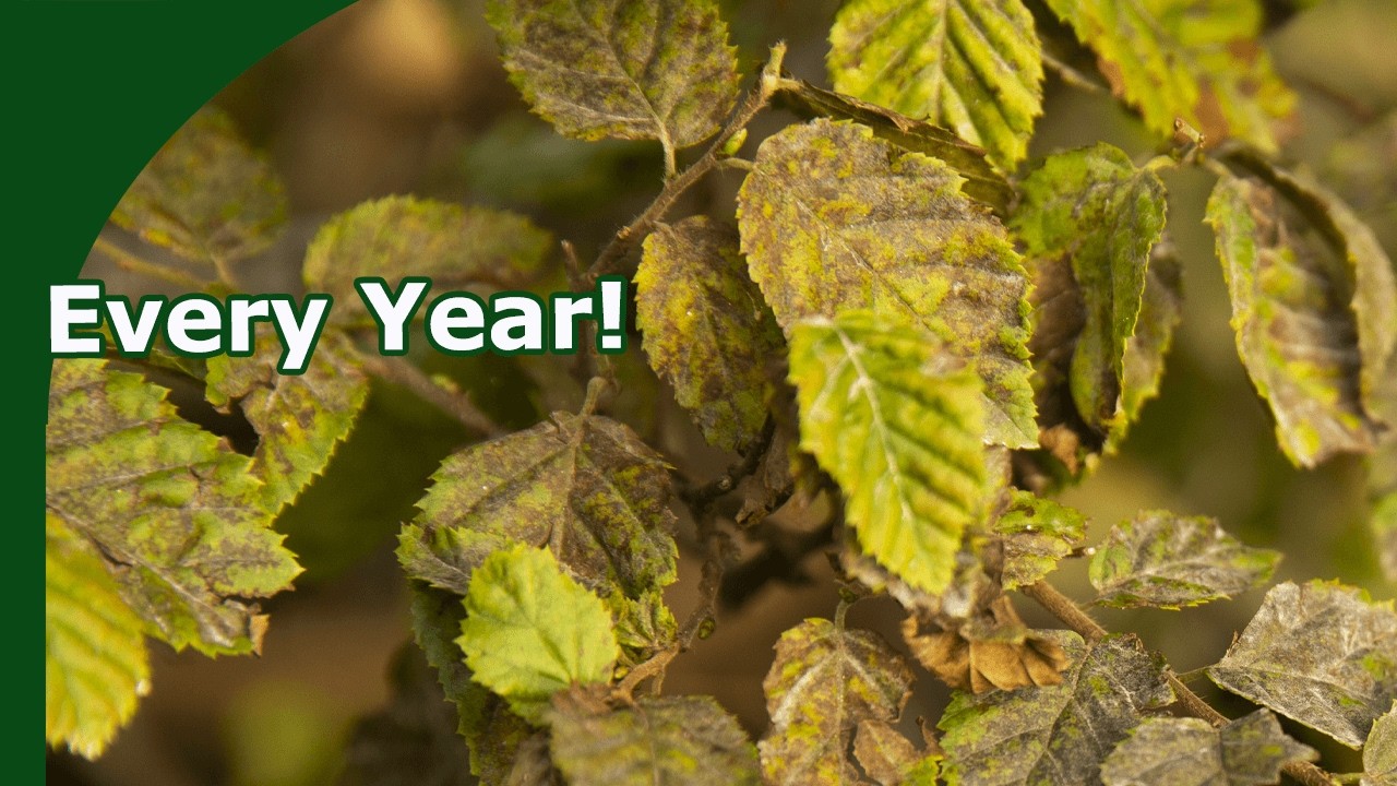 Mildew Prevention and Treatment in Bonsai