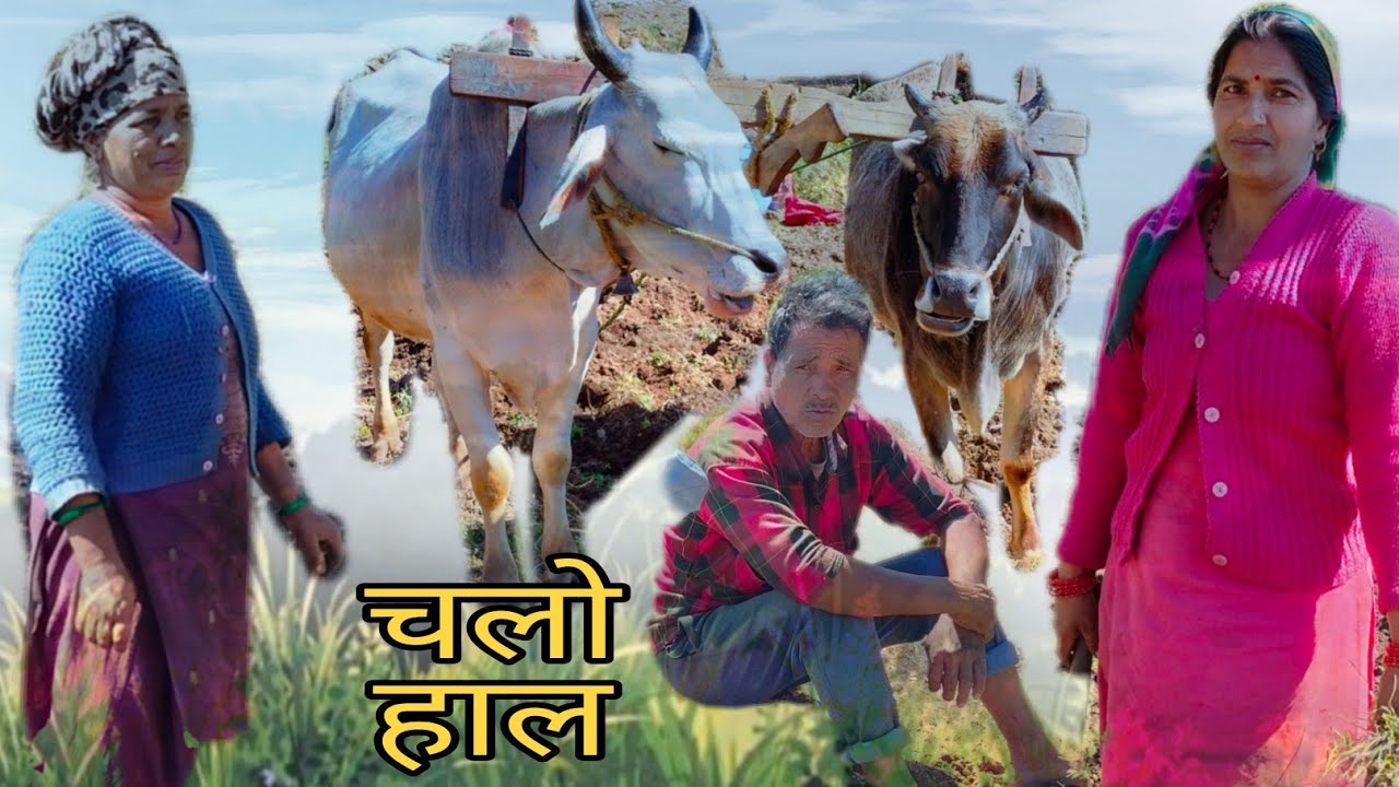 Chalo haal // kundan singh sajwan // thunali sajwan 🐂🐂🐂🐂